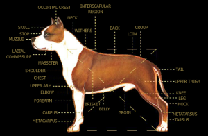 Anatomy of the American Staffordshire Terrier