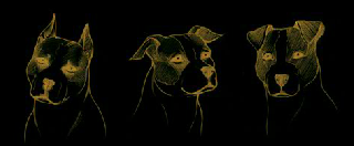 American Staffordshire Terrier ears