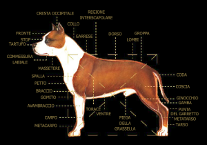 Anatomia dell'american staffordshire terrier