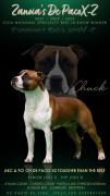 AKC Ch. De Paco XZ Tougher Than The Rest 2024